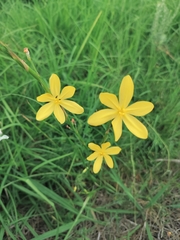 Moraea lewisiae