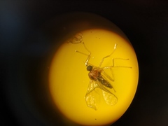 Elaphropeza ephippiata