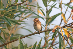 Emberiza rustica