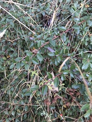 Cotoneaster × suecicus