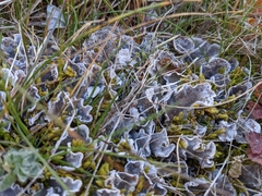 Peltigera rufescens