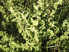 Lippia graveolens