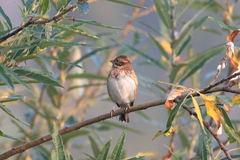 Emberiza rustica