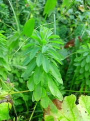 Euphorbia stricta