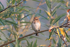 Emberiza rustica