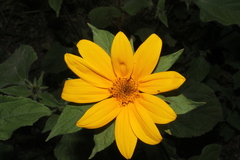 Simsia amplexicaulis