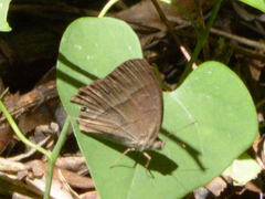 Euptychiina