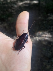 Eurycotis floridana