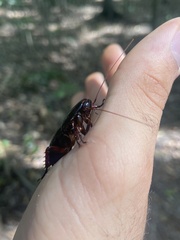 Eurycotis floridana