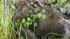 Thalictrum aquilegiifolium