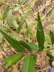 Aphidoidea