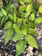 Celtis tenuifolia