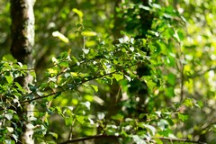 Pyrus