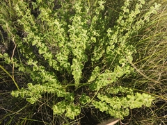 Lippia graveolens