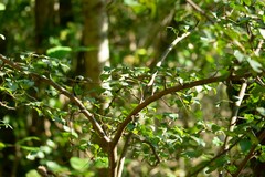 Pyrus