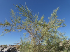 Tamarix usneoides