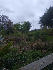 Phyllostachys aurea