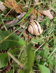 Caucasotachea vindobonensis