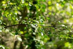 Pyrus