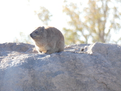 Procavia capensis capensis