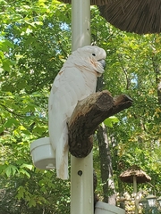Cacatua moluccensis