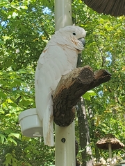 Cacatua moluccensis