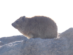 Procavia capensis capensis