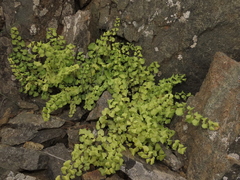 Adiantum chilense