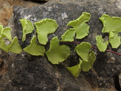 Adiantum chilense