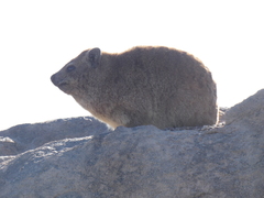 Procavia capensis capensis