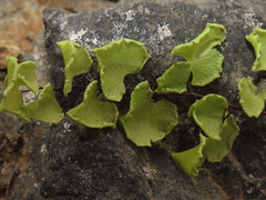 Adiantum chilense