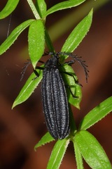 Idiopteron