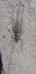 Paradrymadusa galitzini