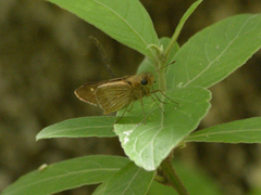 Panoquina ocola
