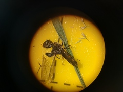 Platycheirus albimanus