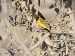 Ploceus velatus caurinus