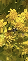 Sphecodes davisii