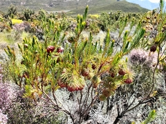 Protea nana