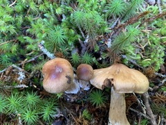 Cortinarius glandicolor