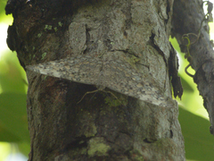 Hamadryas