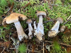 Cortinarius glandicolor