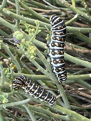 Papilio polyxenes rudkini