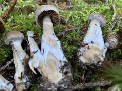 Cortinarius glandicolor