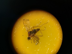 Elaphropeza ephippiata