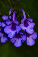 Streptocarpus
