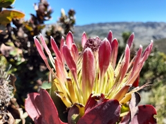 Protea eximia