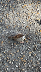Passer domesticus
