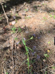 Verbena brasiliensis