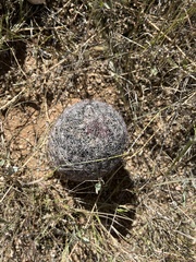 Mammillaria grahamii