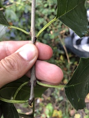Rhamnus utilis
